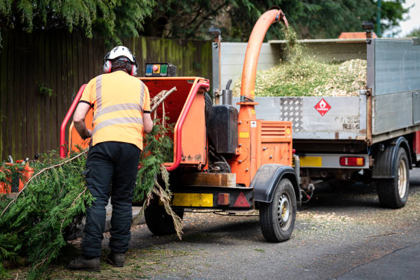 Best Large Tree Removal  in USA